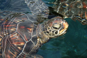 Charleston sea turtle - The Peck Law Firm